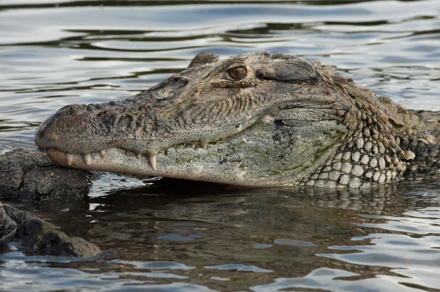 Black Caiman (Melanosuchus niger) 
Rain Forest
Iwokrama Reserve
GUYANA
South America