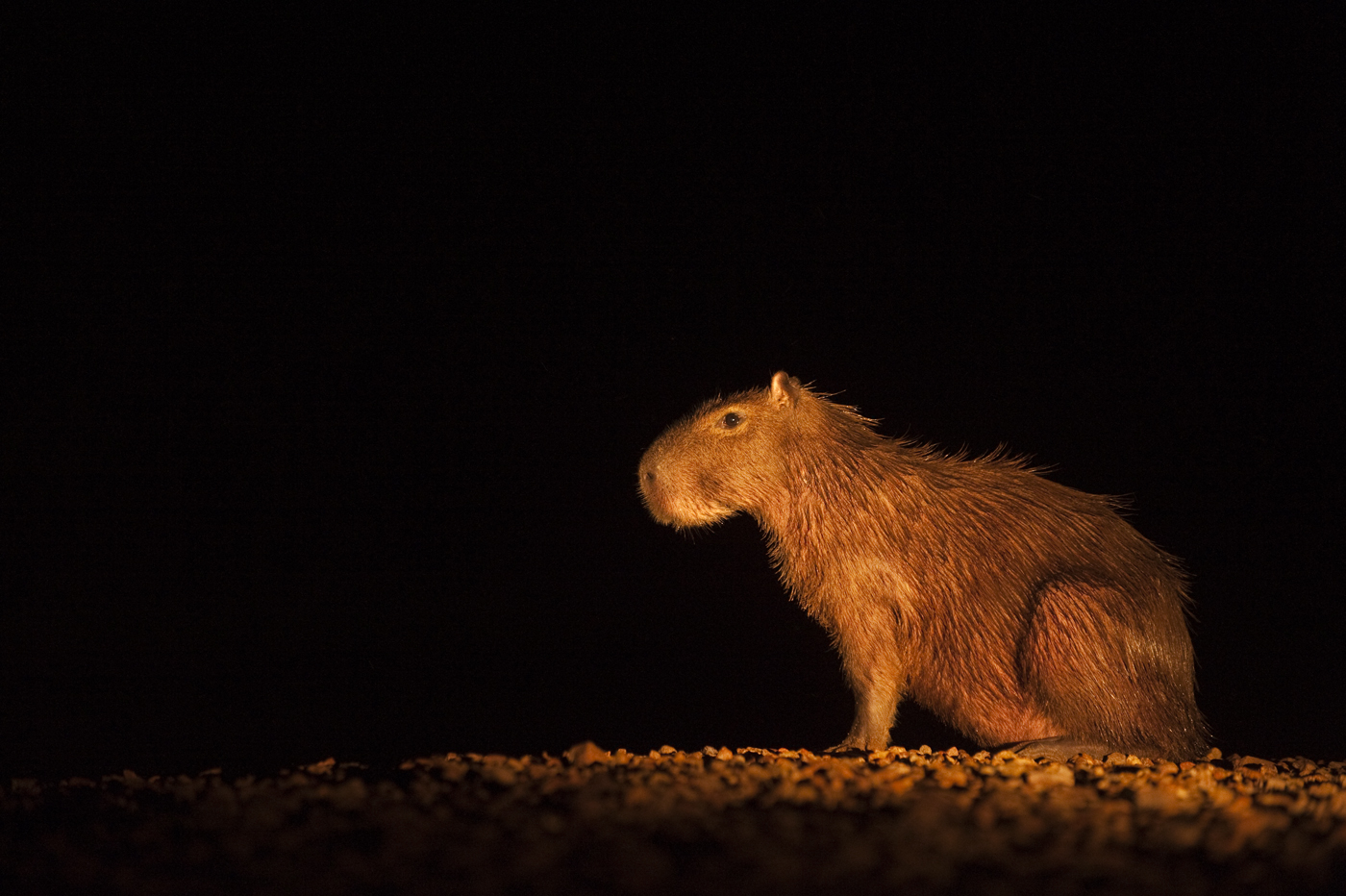 Capybara (Hydrochoerus hydrochaeris)
Rainforest
Rewa River
Iwokrama Reserve
GUYANA. South America
RANGE: South America (including Panama, Costa Rica, Colombia, Ecuador, Bolivia, Venezuela, Brazil, Argentina, Guyana, Suriname, French Guyana, Uruguay, Peru, and Paraguay