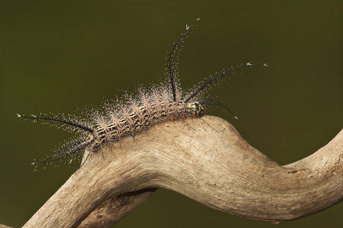 Moth Caterpillar with well deveolped appendages with urticating hairs.
Rainforest
Rewa River
GUYANA. South America