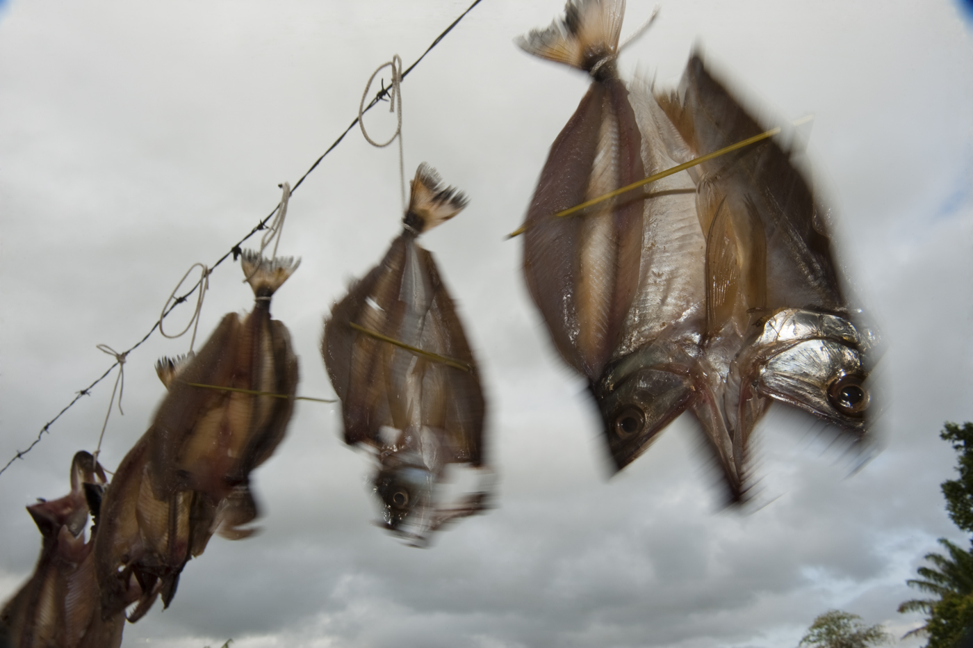 Drying Fish
Macushi people
Yupukari village
Savannah, Rupununi
GUYANA
South America