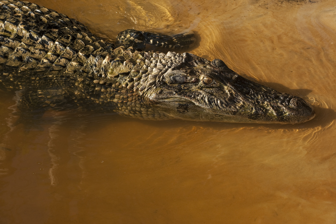 Black Caiman (Melanosuchus niger) 
Rain Forest
Iwokrama Reserve
GUYANA
South America