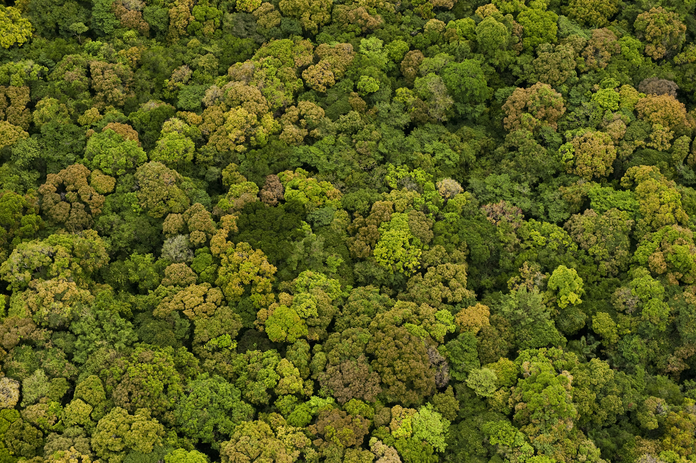Aerial View of Rainforest
Iwokrama Reserve
GUYANA
South America