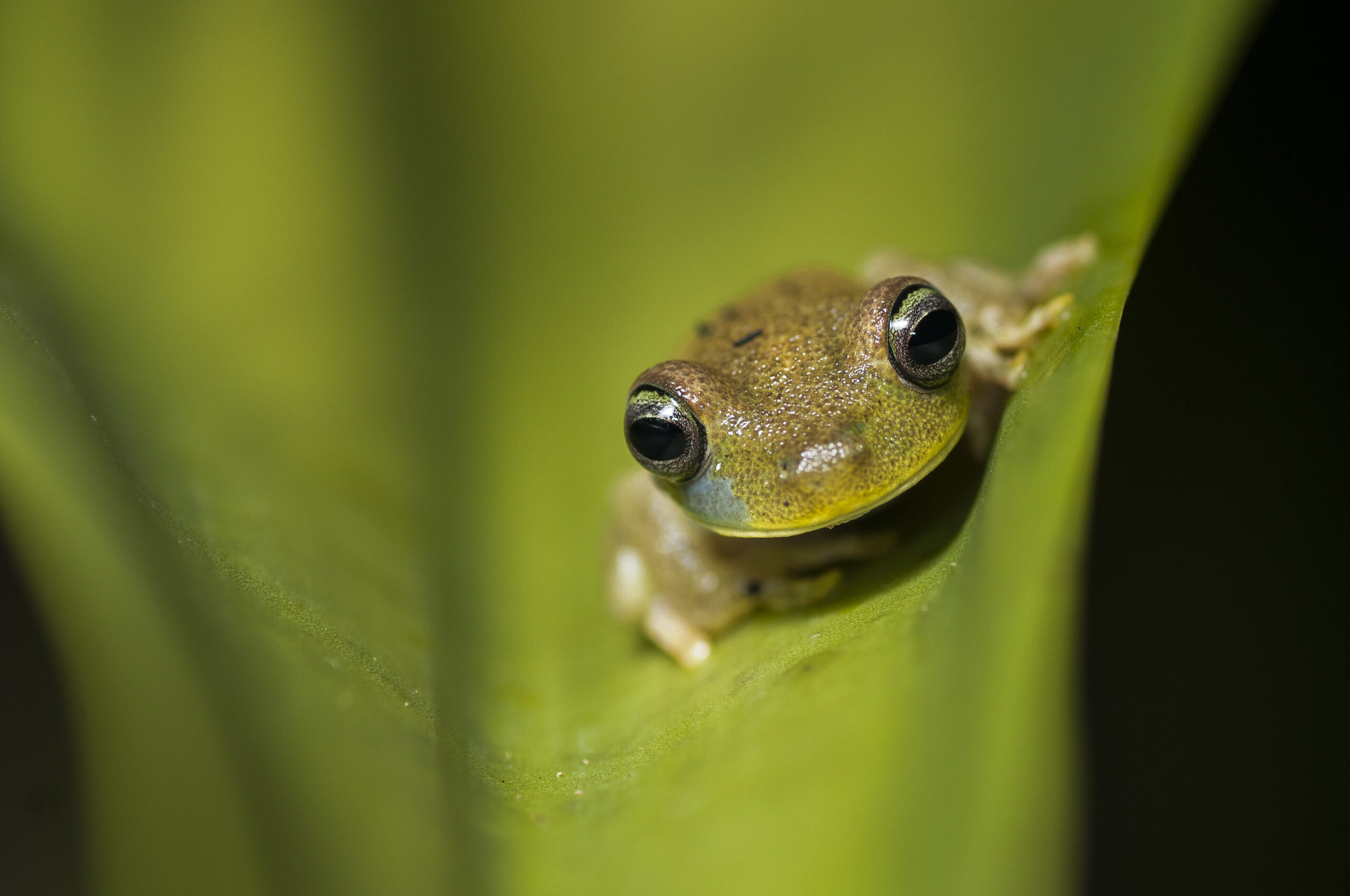 KNP Biodiversity (20)