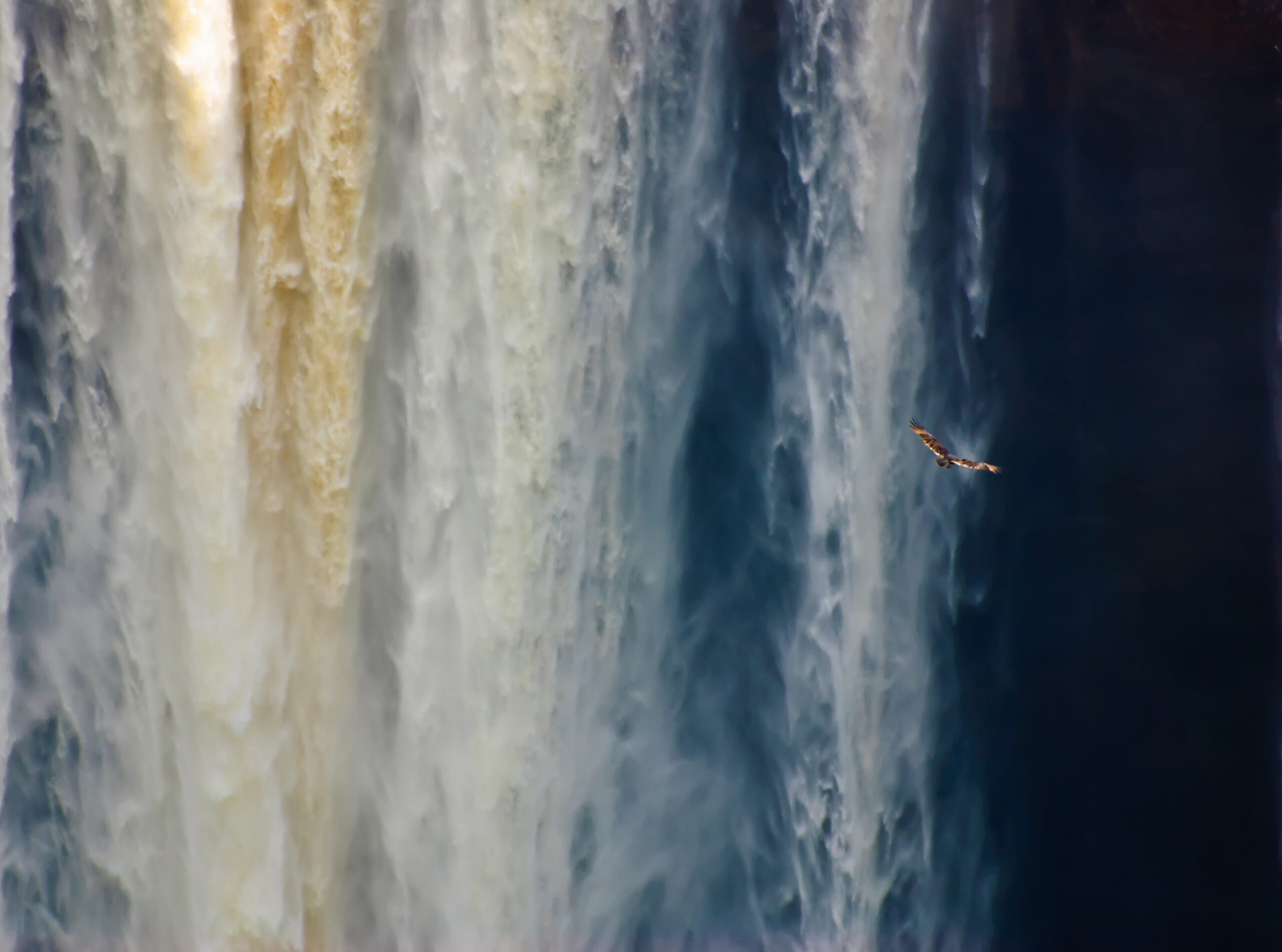 Large bird of prey dwarfed by Kaiteur Falls.