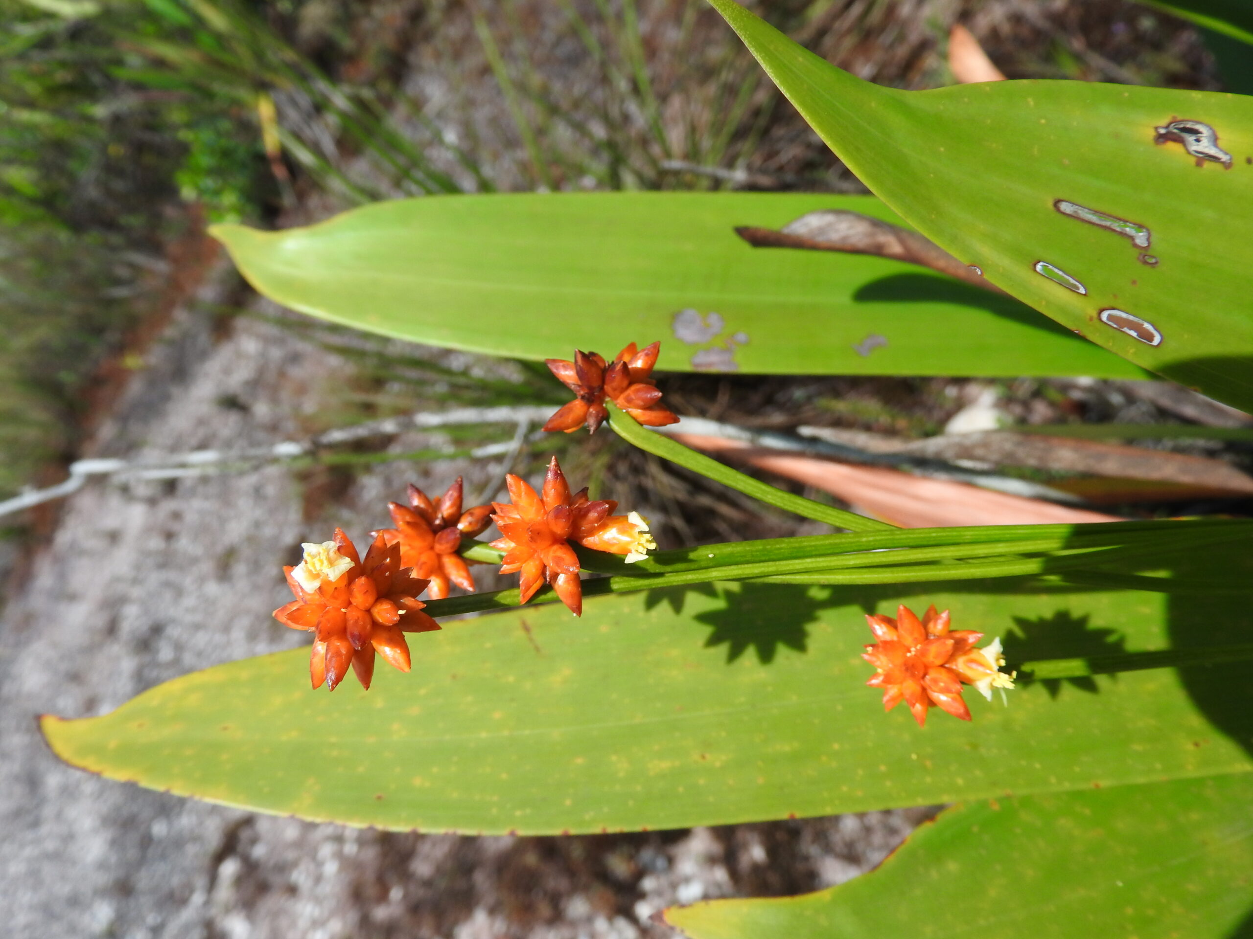 KNP Biodiversity (9)