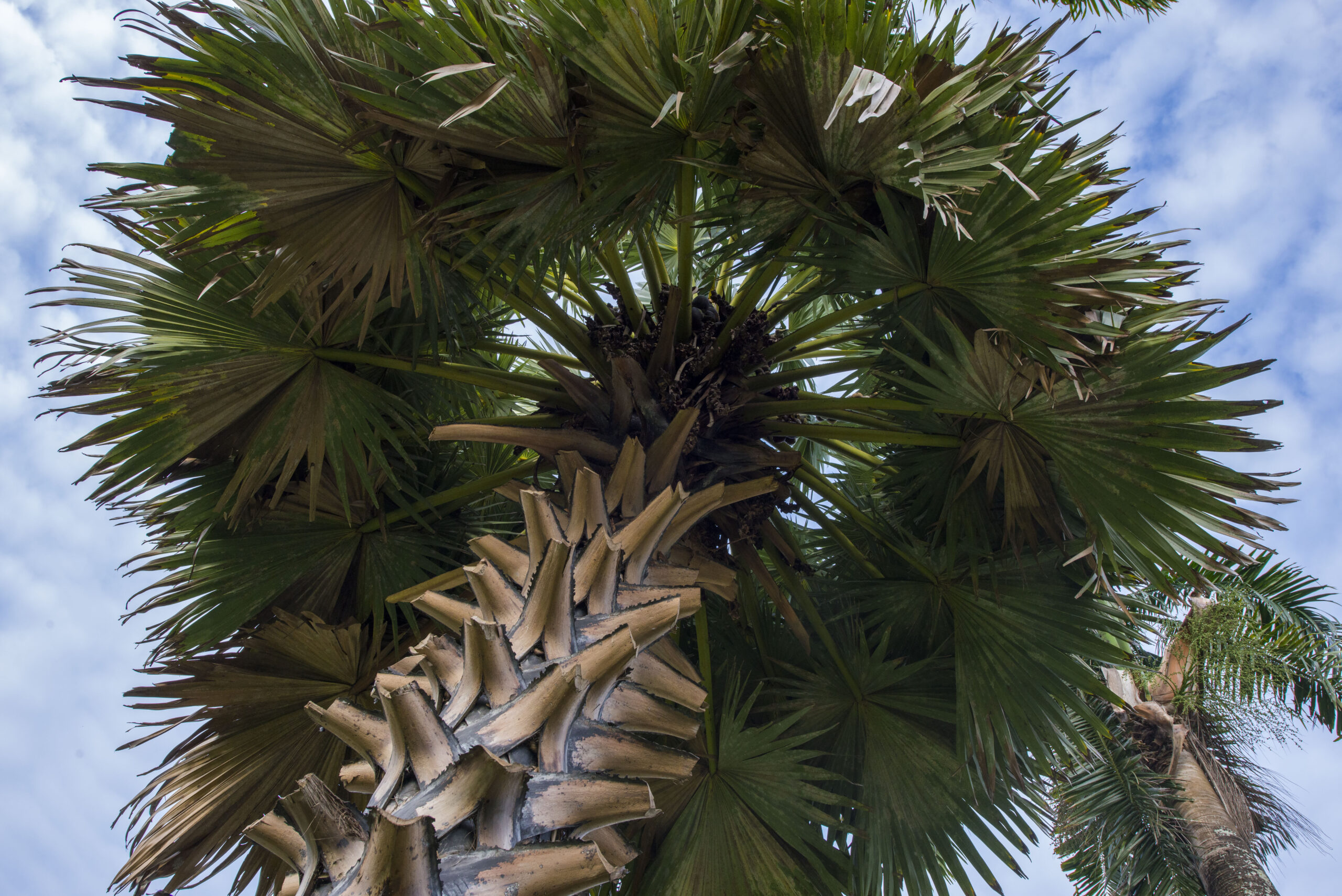 The Botanical Gardens of Georgetown, Guyana. © Daniel Rosengren