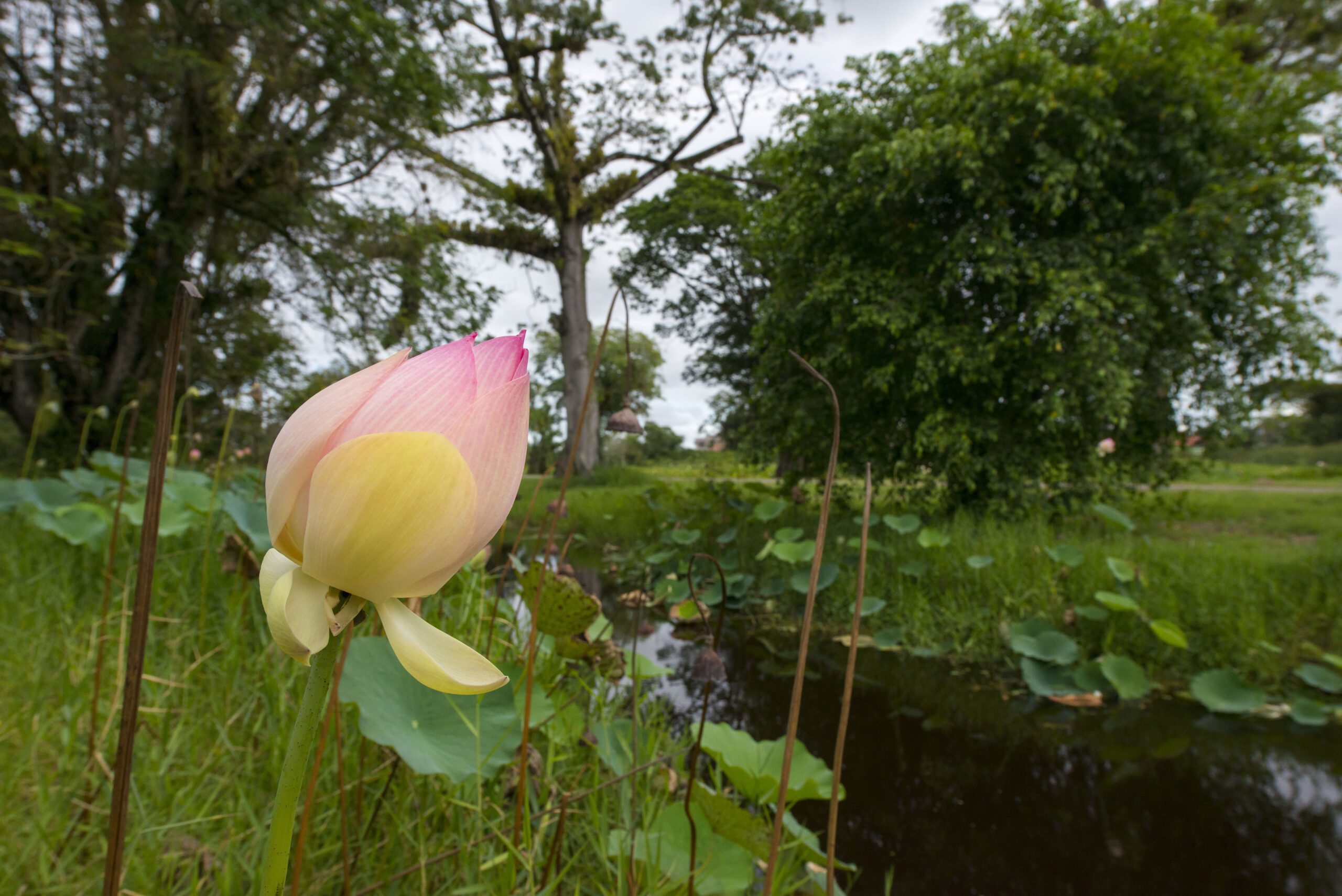 A Lotus flower bud in the Botanical Gardens of Georgetown, Guyana. © Daniel Rosengren