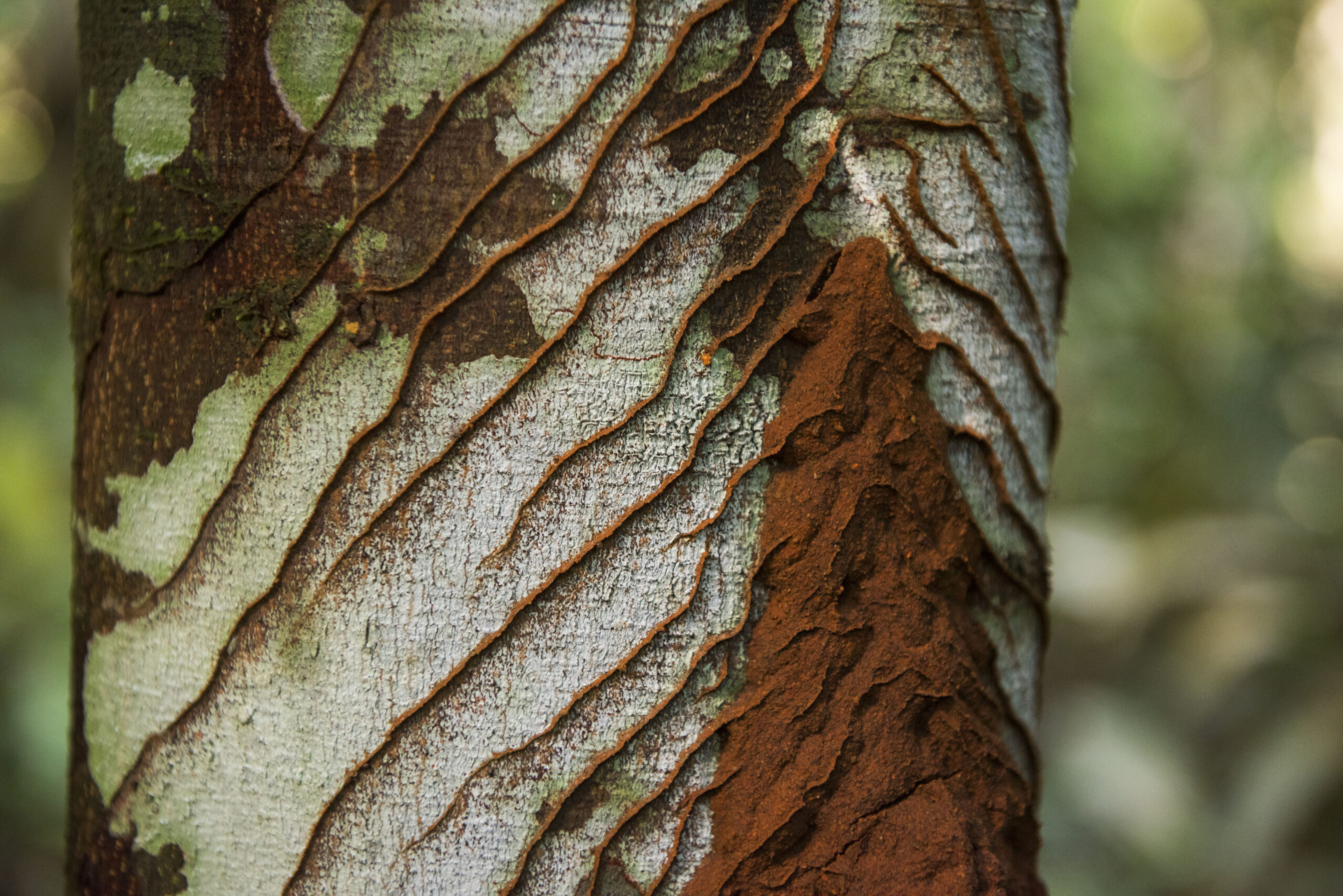 A termite nest on a tree near Kanuku Mountains Protected Area, Guyana. © Daniel Rosengren