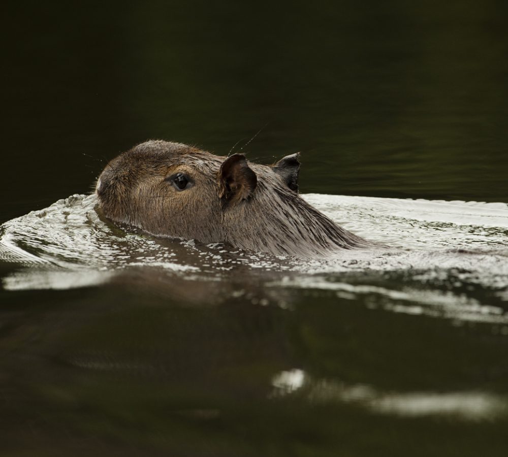 Capybara (Hydrochoerus hydrochaeris)
Rainforest
Rewa River
Iwokrama Reserve
GUYANA. South America
RANGE: South America (including Panama, Costa Rica, Colombia, Ecuador, Bolivia, Venezuela, Brazil, Argentina, Guyana, Suriname, French Guyana, Uruguay, Peru, and Paraguay