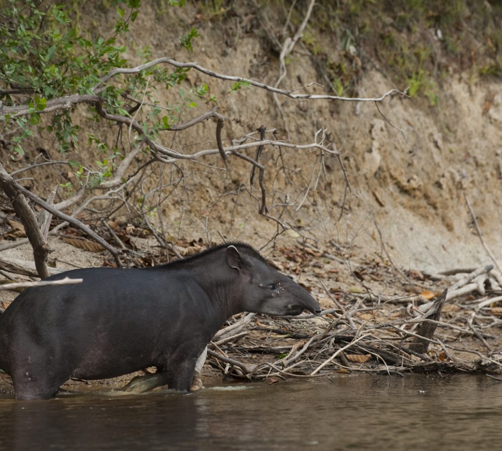 Brazilian Tapir (Tapirus terrestris)
Rainforest
Rewa River
Iwokrama Reserve
GUYANA. South America
IUCN: VULNERABLE
RANGE: Amazon Rainforest and River Basin in South America, east of the Andes. Its range stretches from Venezuela, Colombia, and Guianas in the north to Brazil, Argentina, and Paraguay, in the south, to Bolivia, Peru, and Ecuador in the West.