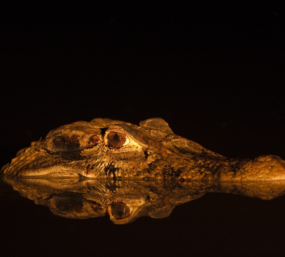 Black Caiman (Melanosuchus niger)
Rainforest
Rewa River
Iwokrama Reserve
GUYANA. South America
RANGE: Amazon River basin and Guyana Shield
Appendix I by the Convention of International Trade of Endangered Species  (CITES) - threatened with extinction.