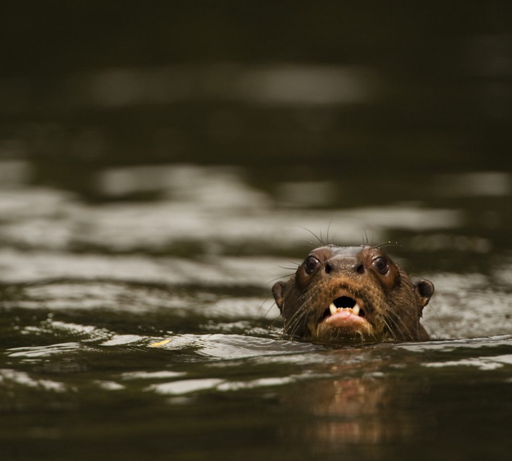 Giant Otter (Pteronura brasiliensis)
Rainforest
Rewa River
GUYANA. South America
RANGE: Orinoco, Amazon, and Guianas river systems
IUCN: ENDANGERED SPECIES