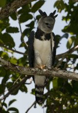 Harpy Eagle