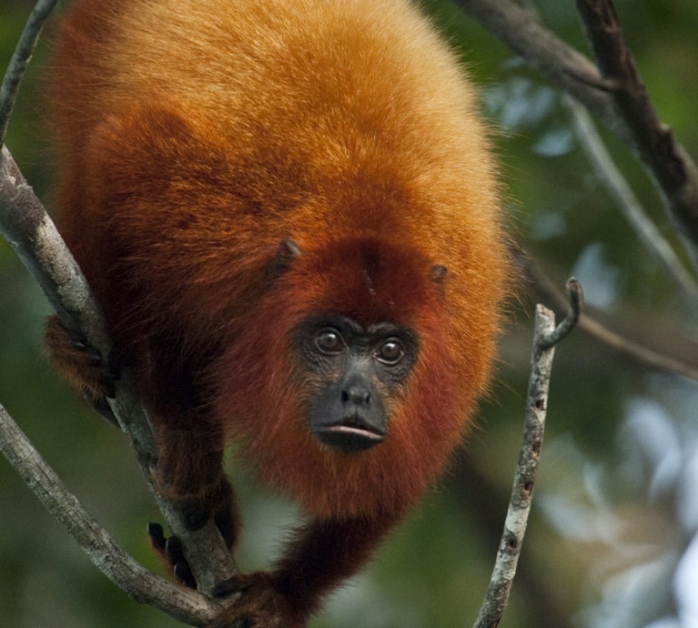 Red howler monkey
(Alouatta macconnelli)
GUYANA
South America
RANGE: Gutyana, Trinidad, French Guiana, Brazil.