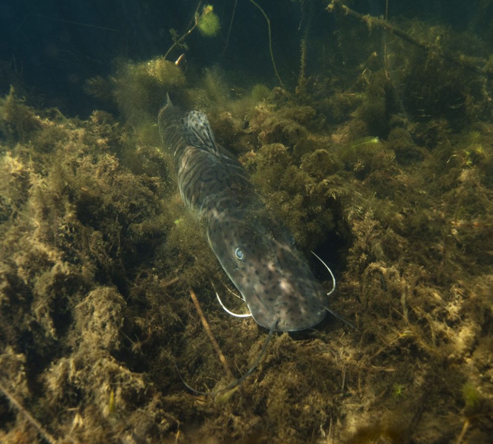 Tiger catfish (Pseudoplatystoma tigrinum)
Savannah
Rupununi
GUYANA
South America
RANGE: Bolivia, Brazil, Colombia, Ecuador, French Guiana, Peru, Venezuela