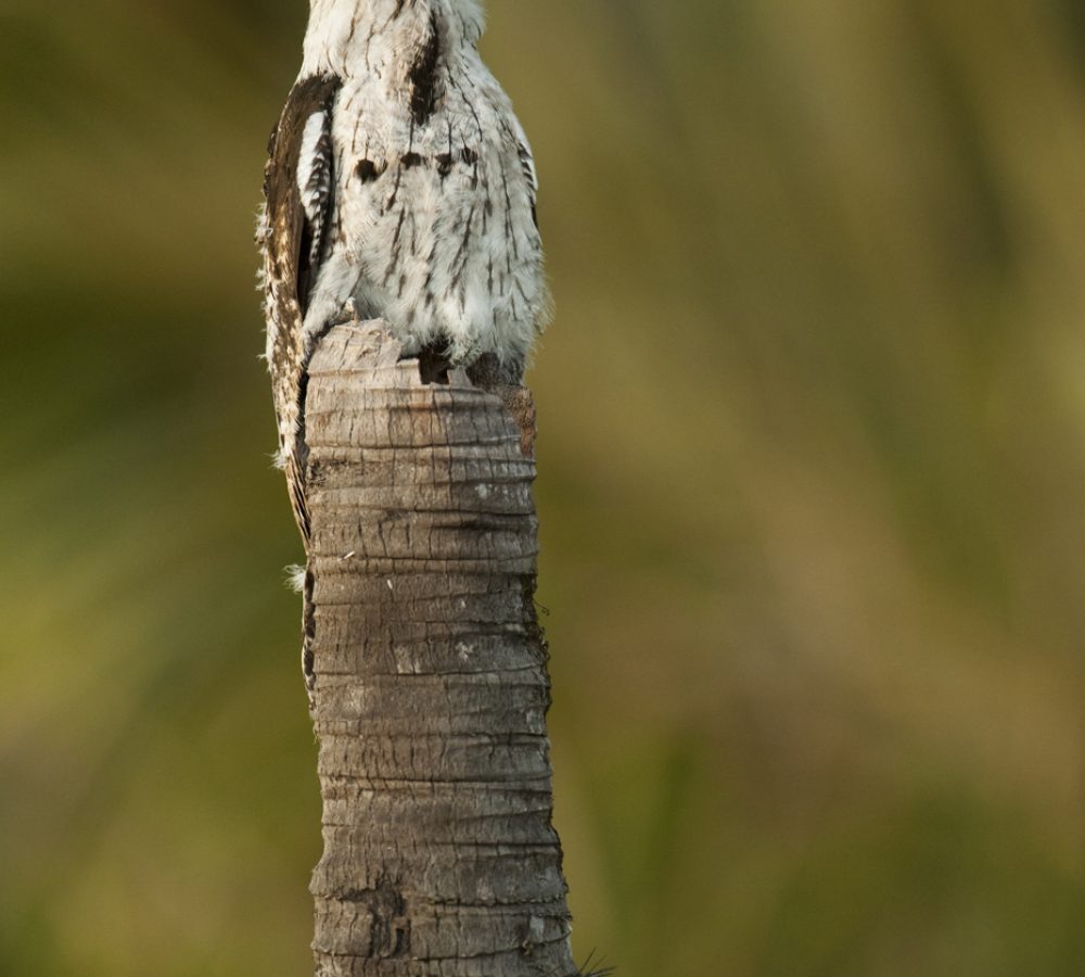 Common Potoo (Nyctibius griseus)
Savannah
Rupununi
GUYANA. South America