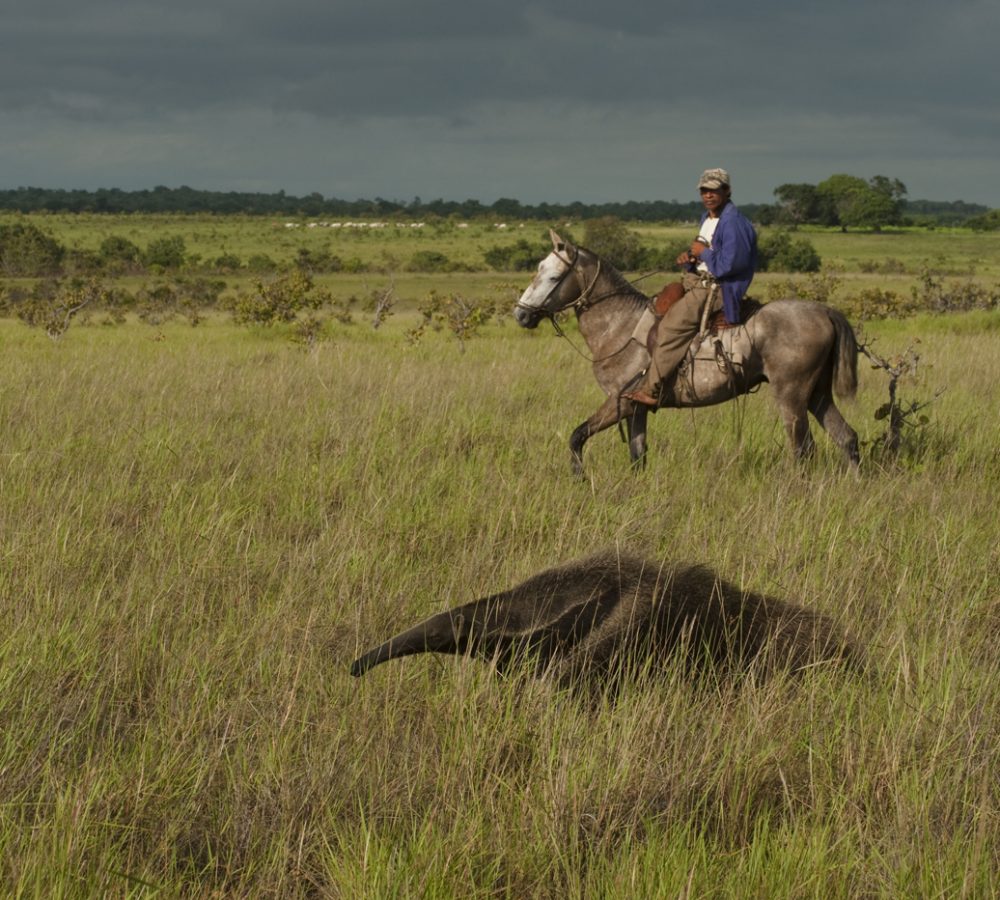 Giant Anteater (Myrmecophaga tridactyla) & Vaquero or Cowboy
Savannah
Rupununi
GUYANA. South America
RANGE: Central and South America