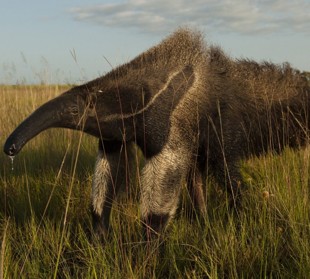 Giant Anteater (Myrmecophaga tridactyla)
Karanambu Lodge
Rupununi
GUYANA
South America
RANGE: Central & South America
CITES II listed as vulnerable