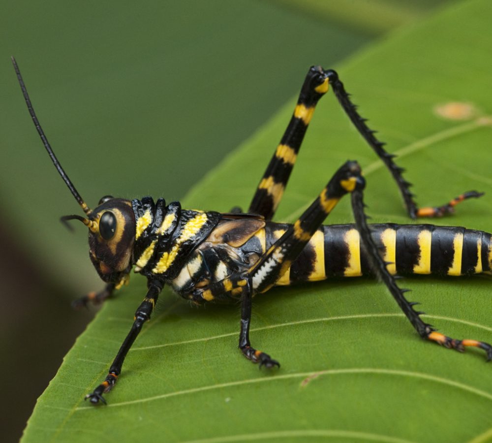 Grasshopper, Iwokrama, GUYANA, South America