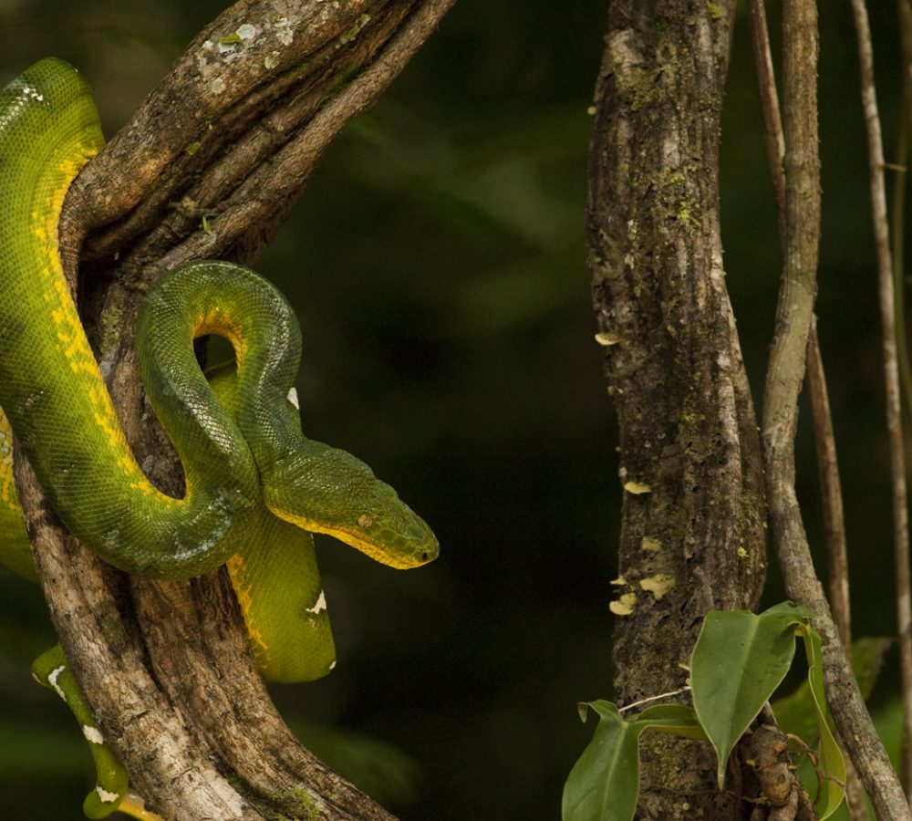 Emerald Tree Boa (Corallus caninus)
Rain Forest
Iwokrama Reserve
GUYANA
South America